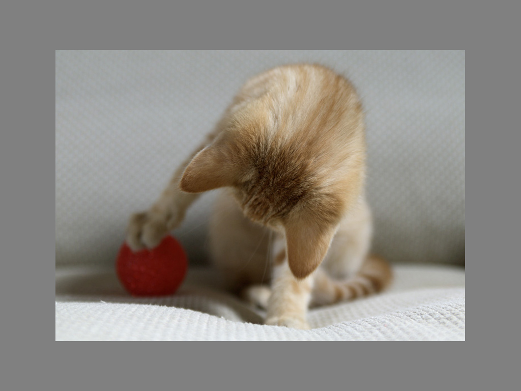 Котенок рыжий играет мячом на кровати Кошки картинки, обои рабочий стол