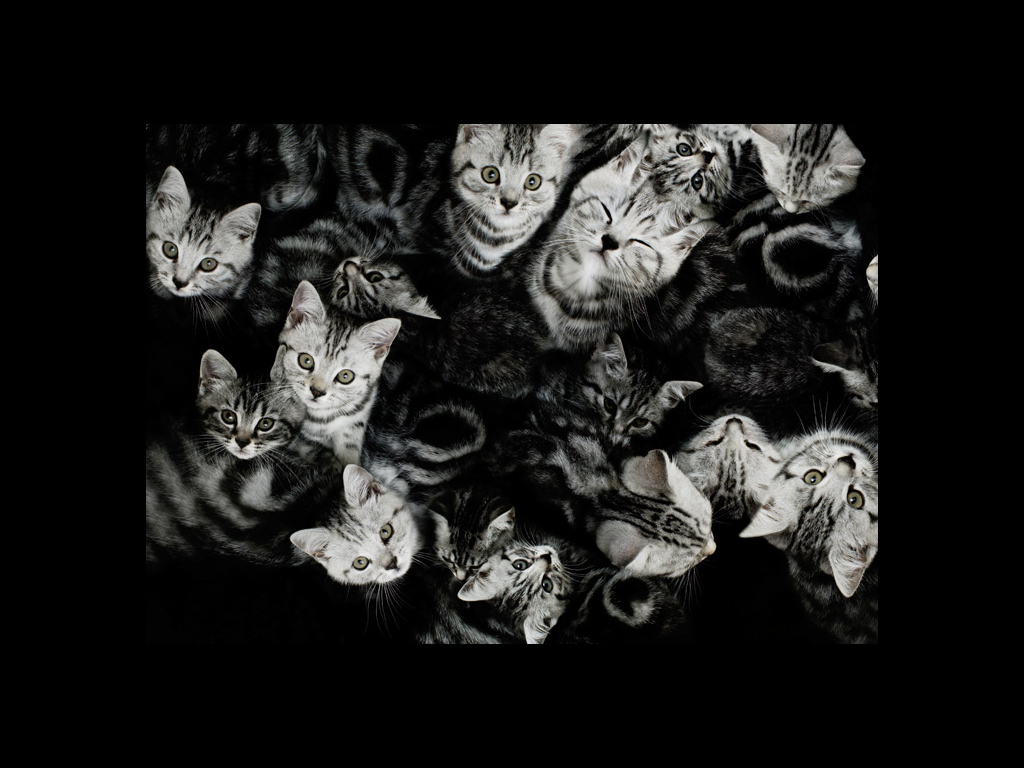 Много котят, смотрят вверх, черно-белое фото Кошки картинки, обои рабочий стол