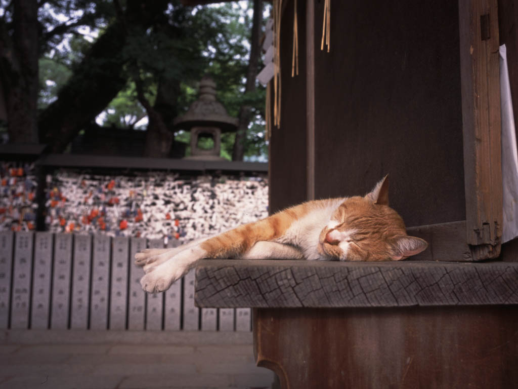Рыжий кот заснул на лавке Кошки картинки, обои рабочий стол