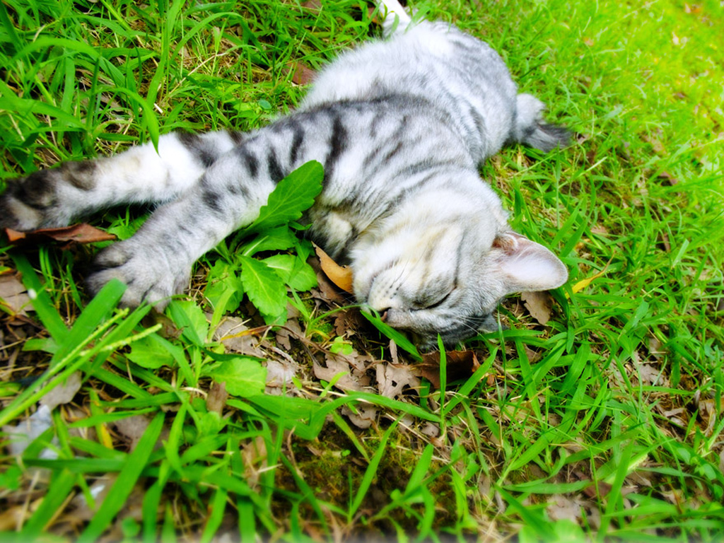 Серый дымчатый котенок вытянулся в зеленой траве Кошки картинки, обои рабочий стол