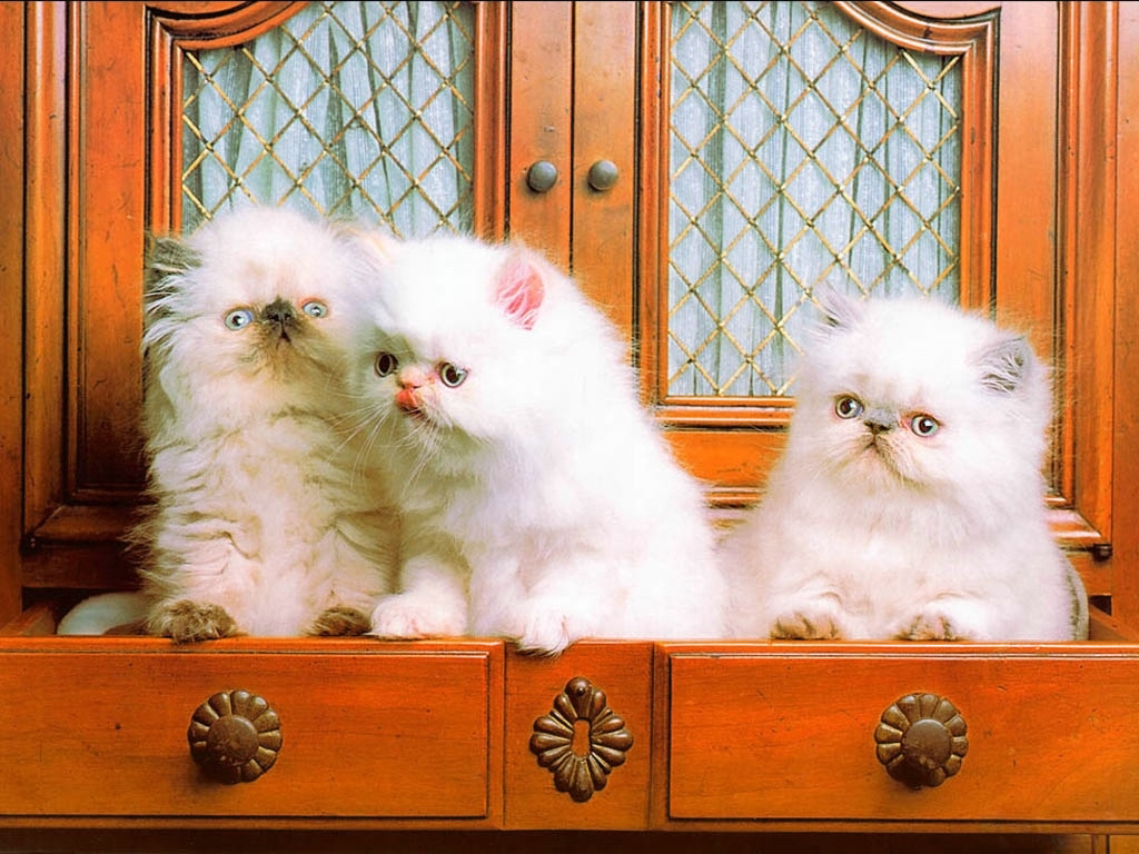 Много маленьких пушистых белых котят Кошки картинки, обои рабочий стол
