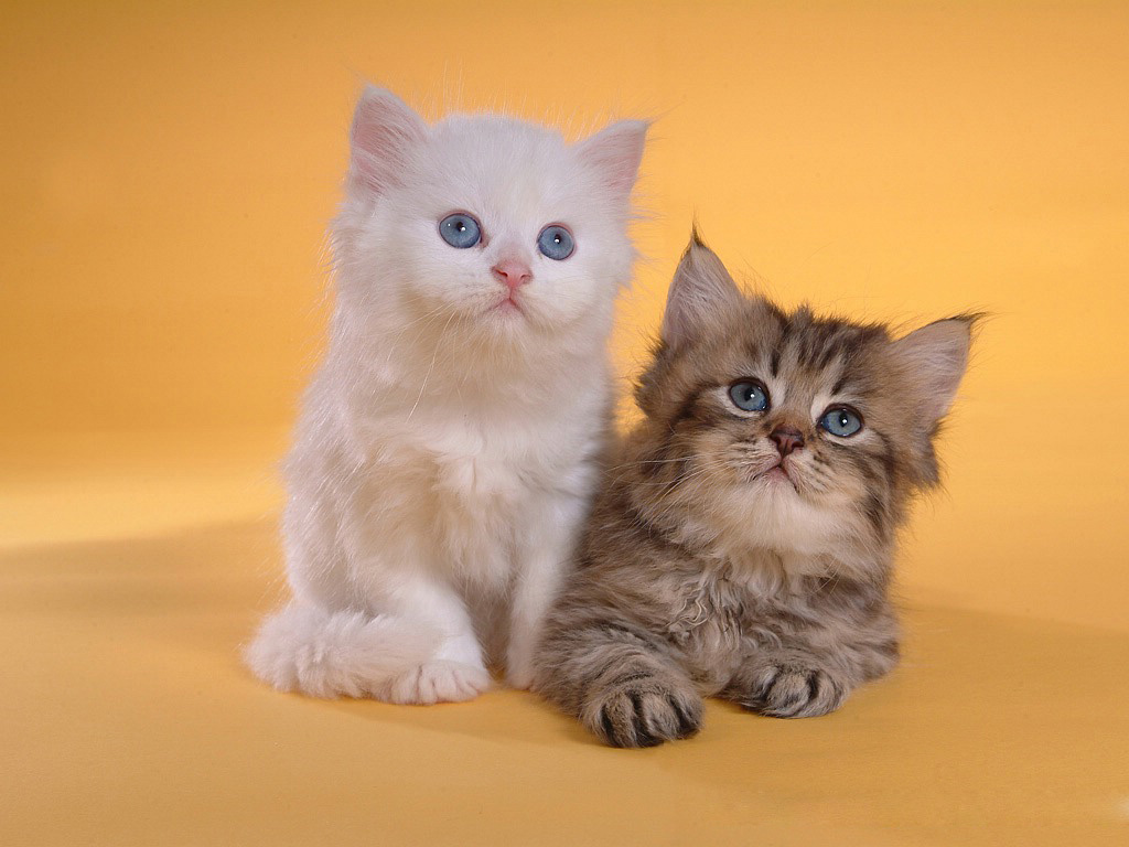 Маленькие котята, белый, серый Кошки картинки, обои рабочий стол