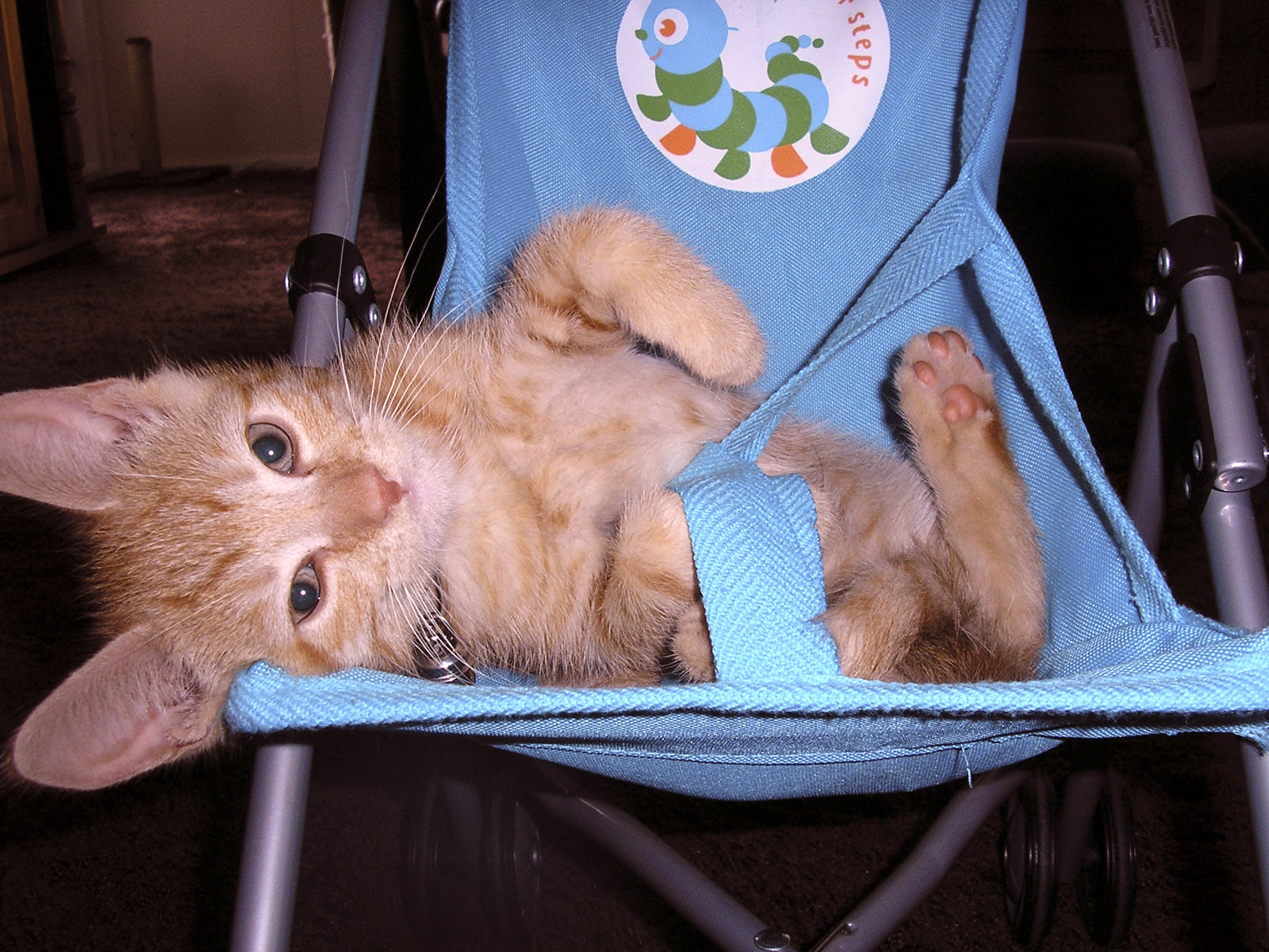 Котенок в коляске Кошки картинки, обои рабочий стол