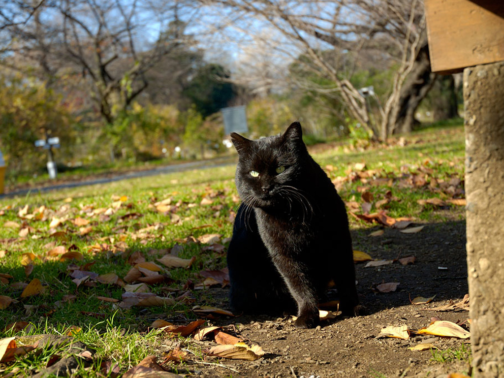 Черная красивая лоснящаяся на солнце кошка Кошки картинки, обои рабочий стол