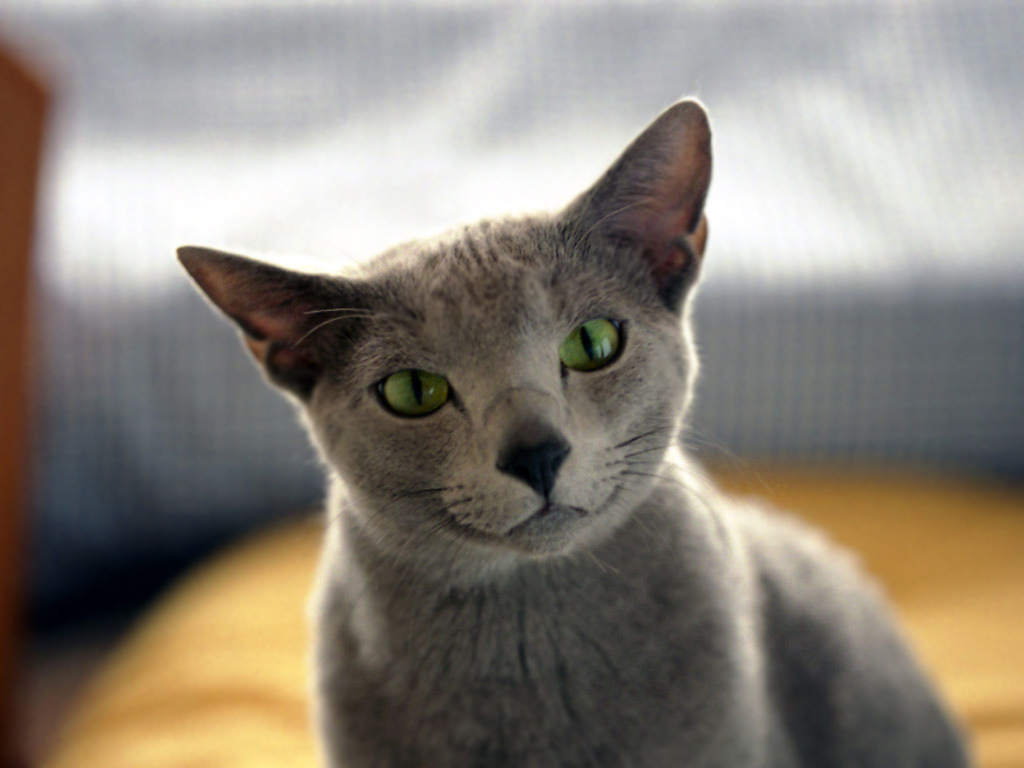 Серая дымчатая кошка с зелеными глазами смотрит Кошки картинки, обои рабочий стол