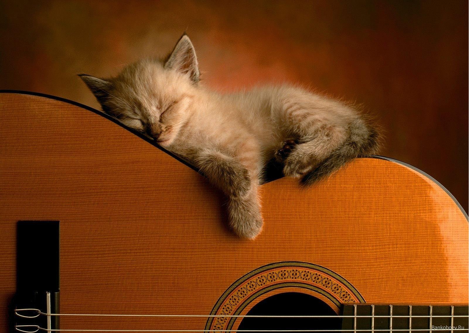 Котенок на гитаре Кошки картинки, обои рабочий стол