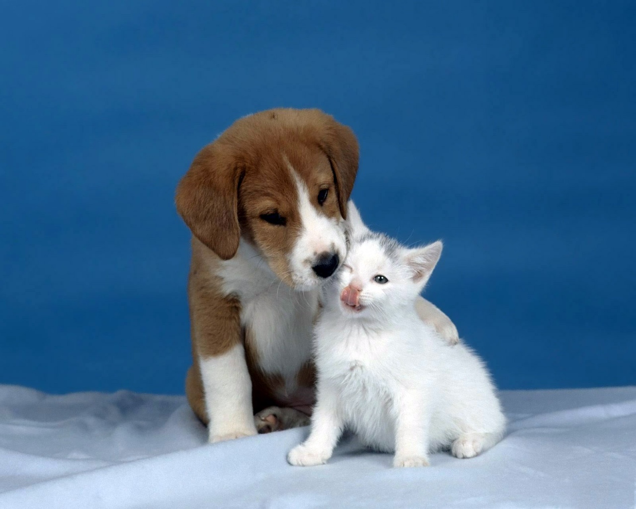 Котенок и его друг маленький щенок Кошки картинки, обои рабочий стол