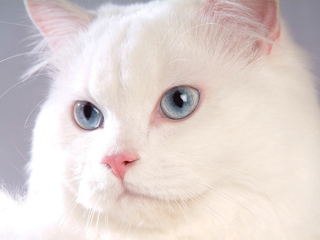 Кошка белая, розовая, морда, голубые глаза Кошки картинки, обои рабочий стол