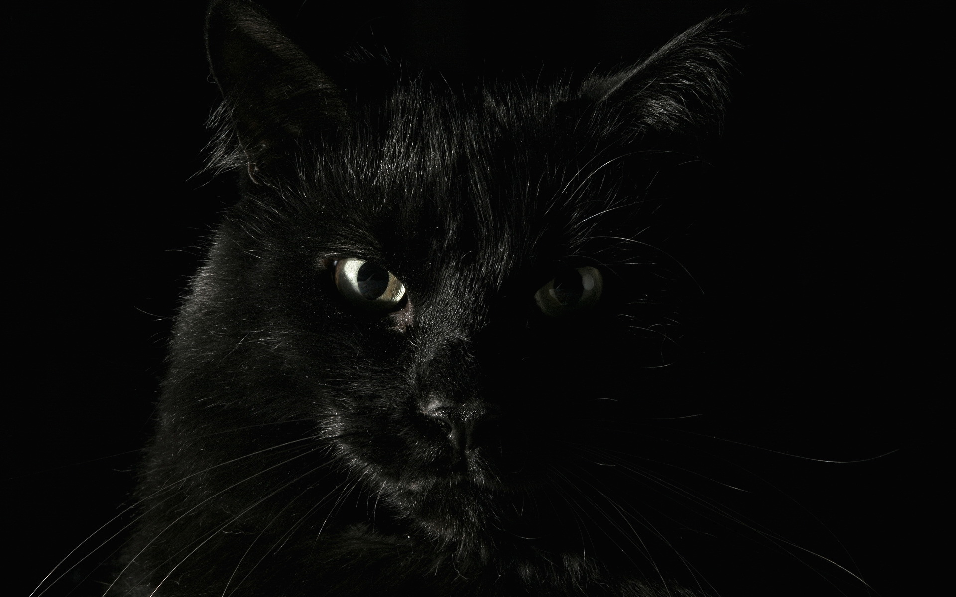 Черная кошка на черном фоне Кошки картинки, обои рабочий стол