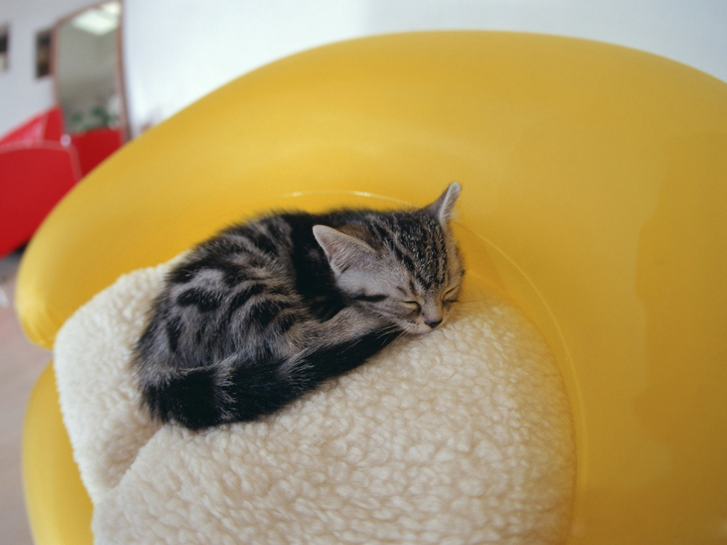 Котенок маленький, спит, тазик, подушка Кошки картинки, обои рабочий стол