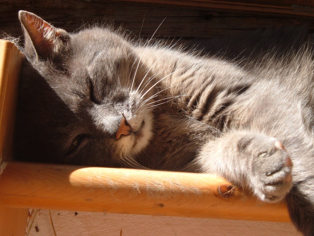 Серый кот, кошка, дремлет, спит, прищур Кошки картинки, обои рабочий стол