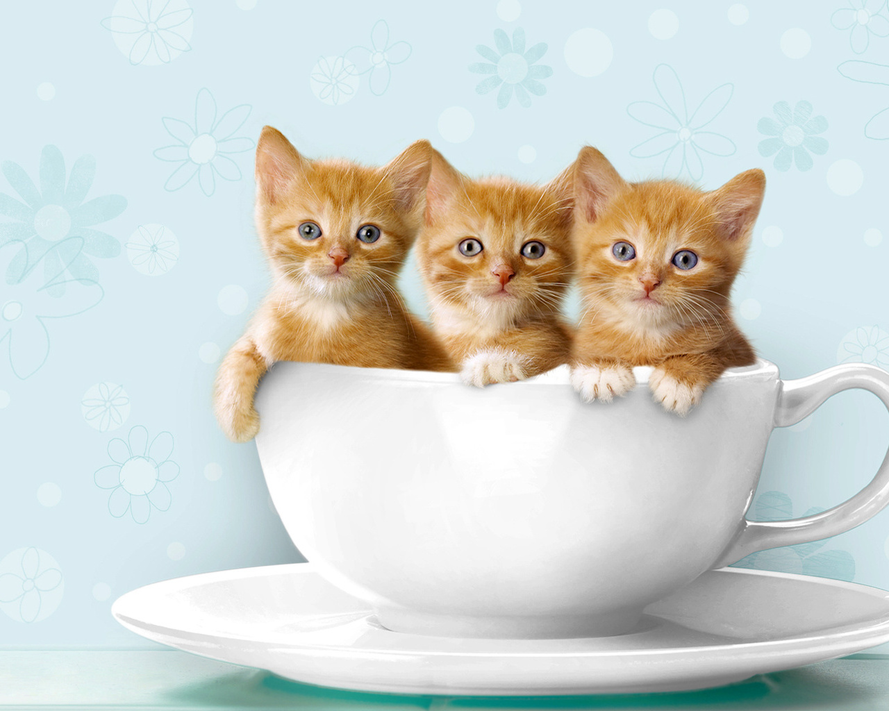 Три рыжих котенка в чашке Кошки картинки, обои рабочий стол
