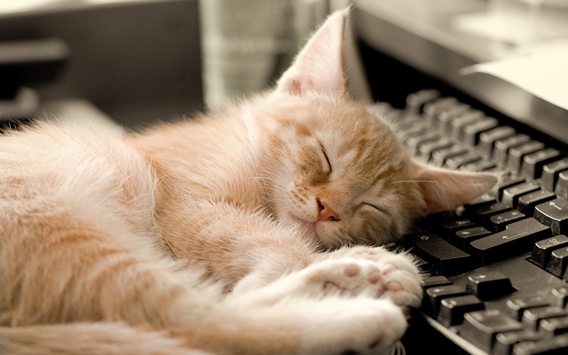 Котенок на клавиатуре, спит Кошки картинки, обои рабочий стол