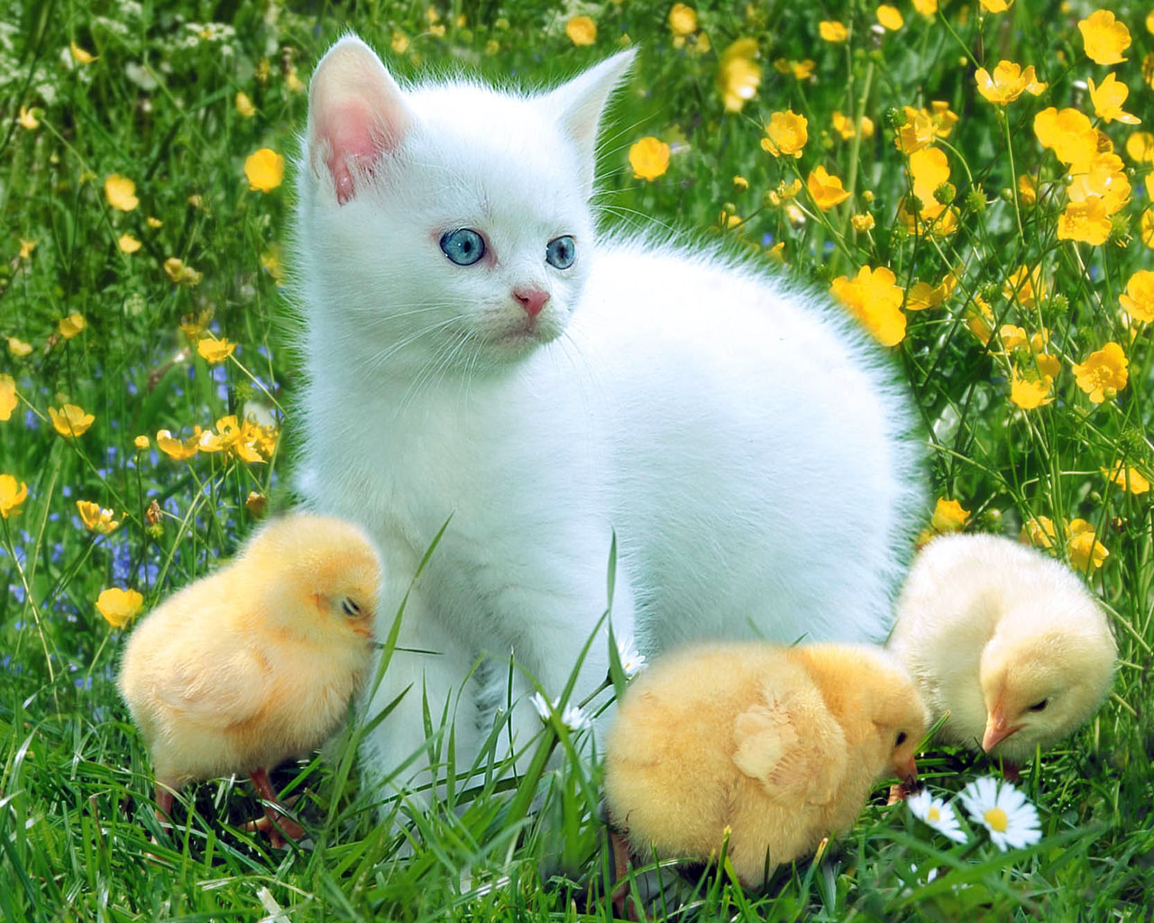 Белый котенок с цыплятами на зеленой лужайке Кошки картинки, обои рабочий стол