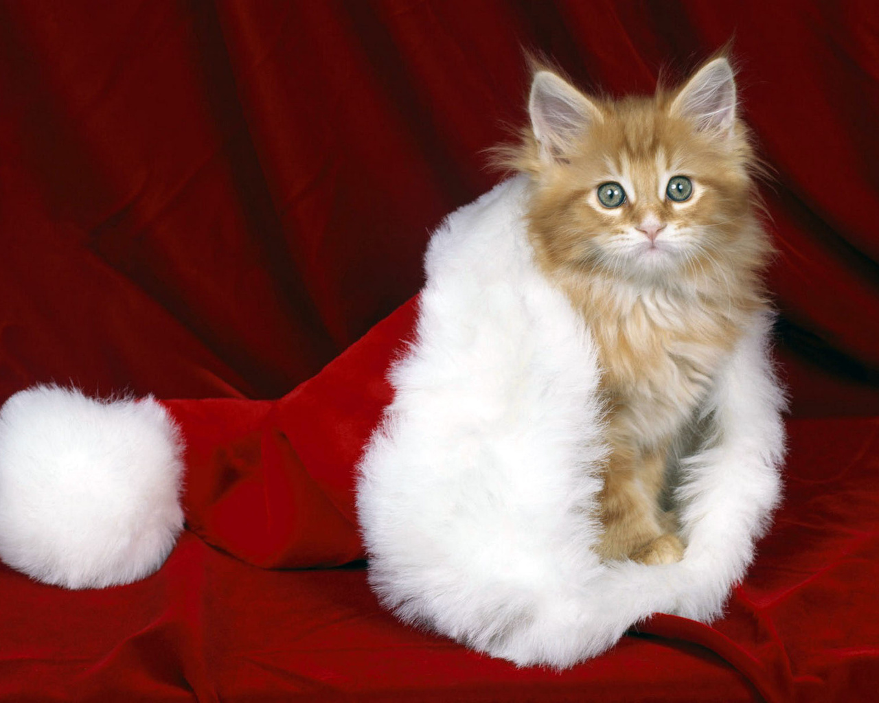 Рыжий котенок в новогоднем колпаке Кошки картинки, обои рабочий стол