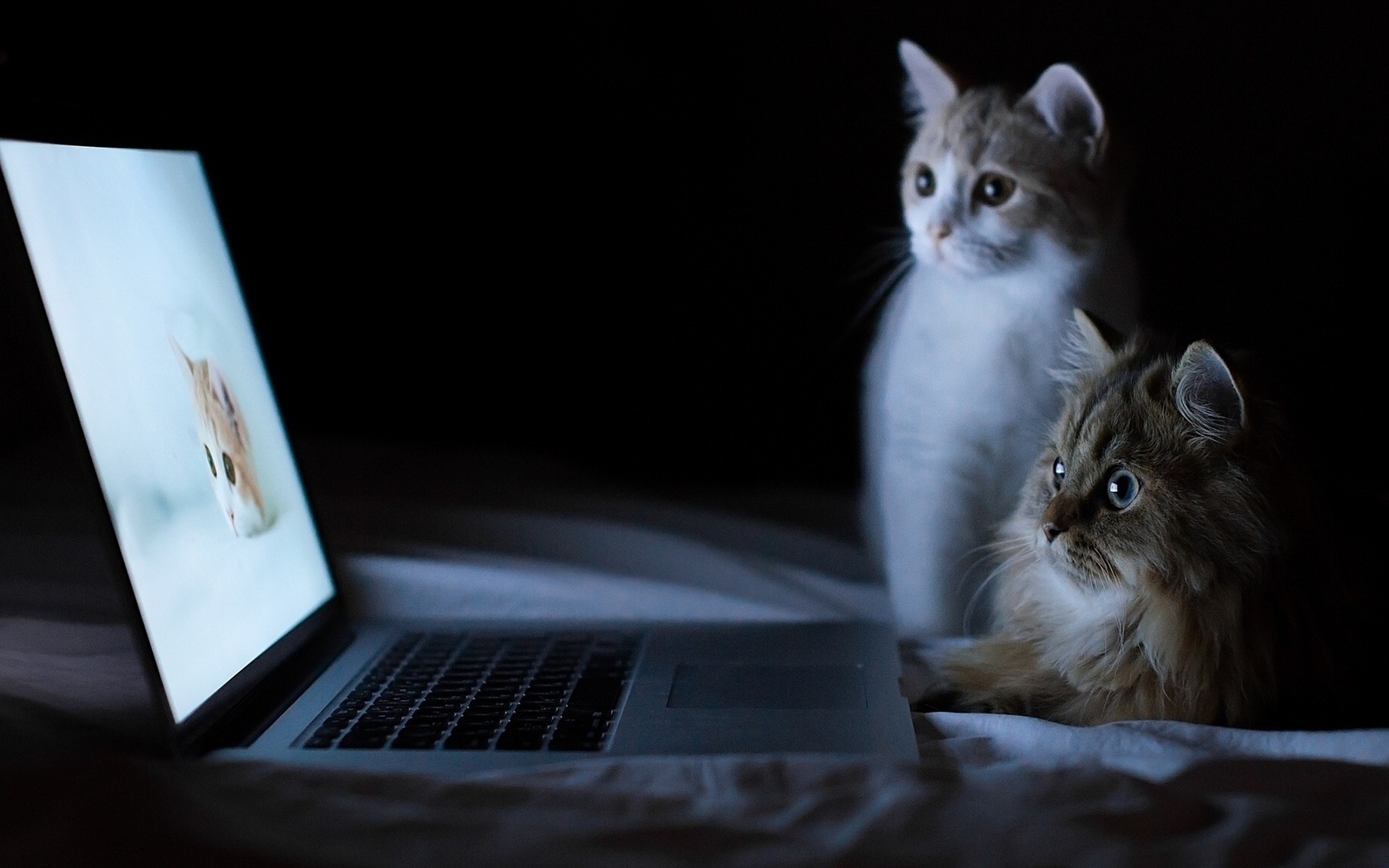 ноутбук, кошки, ночь Кошки картинки, обои рабочий стол