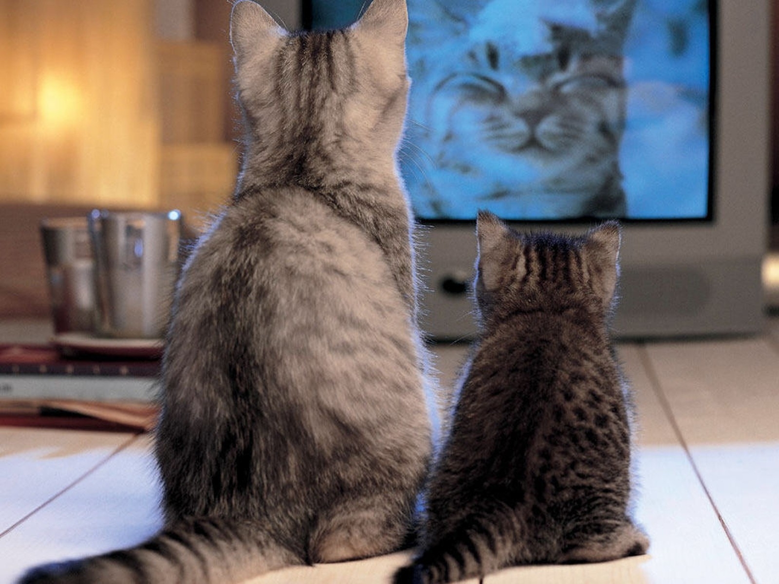котята смотрят телевизор Кошки картинки, обои рабочий стол