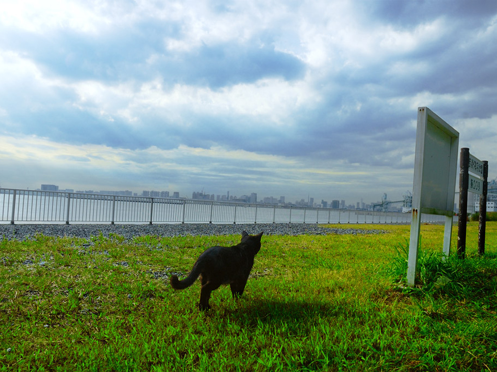 Черная кошка идет вдоль берега Кошки картинки, обои рабочий стол