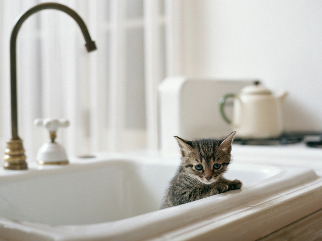 Котенок маленький, стоит в раковине под краном Кошки картинки, обои рабочий стол