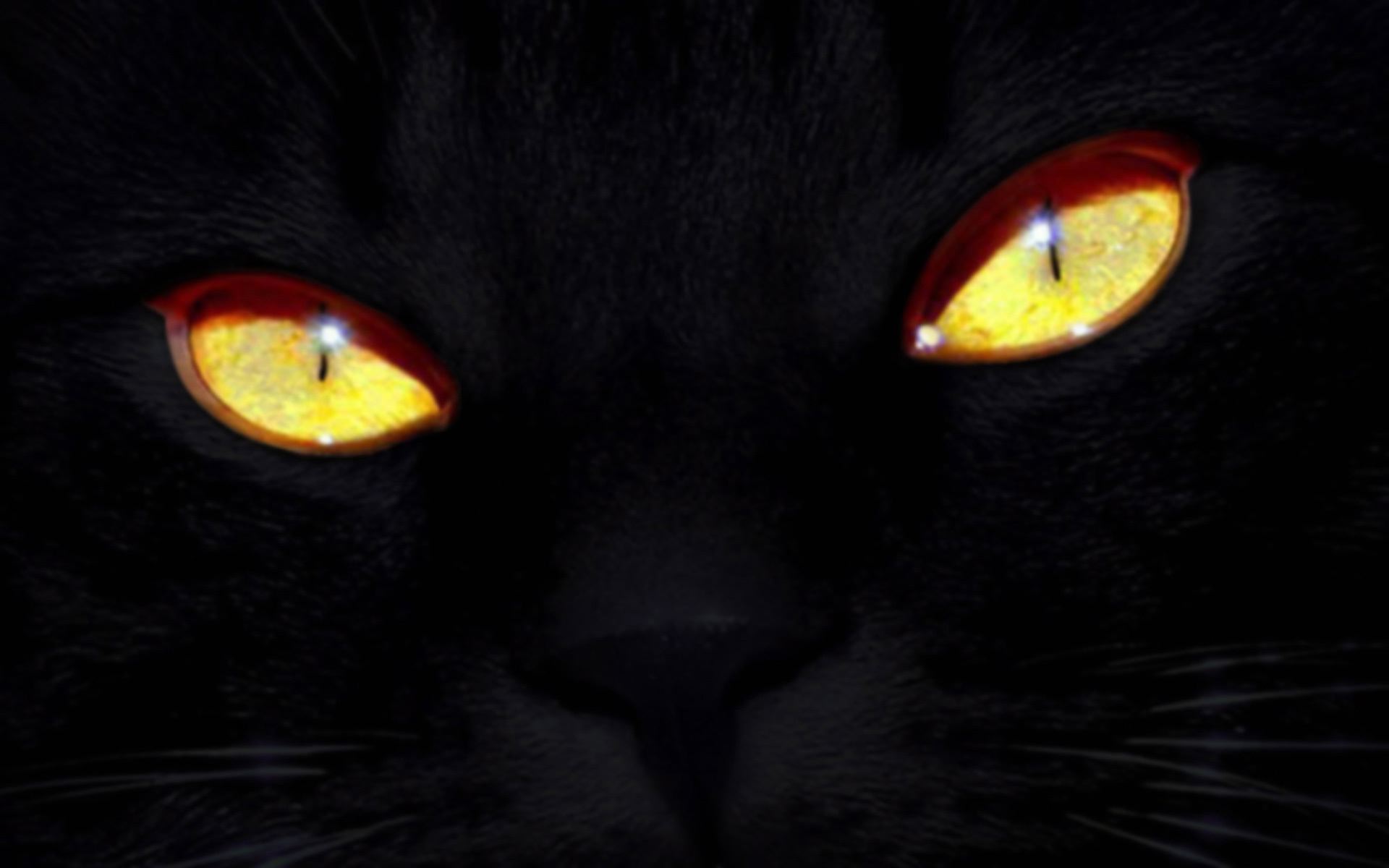Черная кошка, желтые глаза Кошки картинки, обои рабочий стол