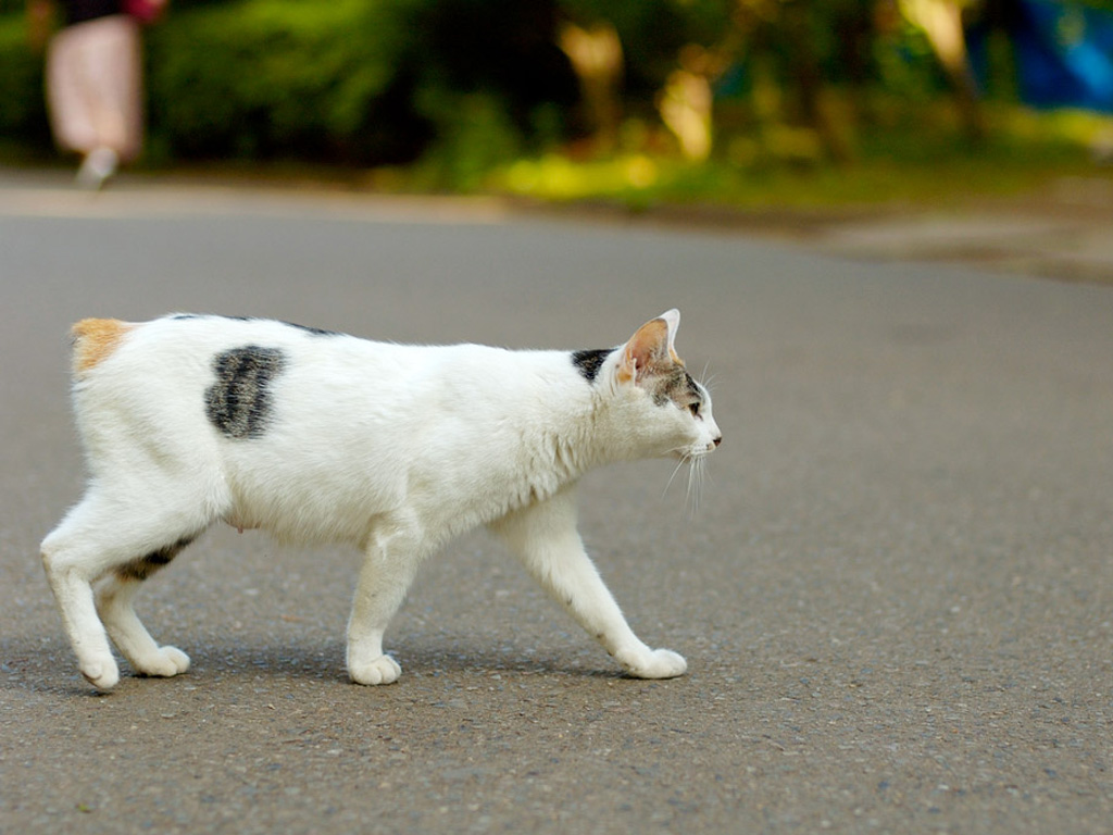 Кошка без хвоста, идет, переходит дорогу Кошки картинки, обои рабочий стол