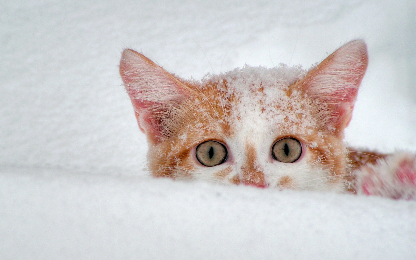 Кошка в снегу, торчат ушки Кошки картинки, обои рабочий стол
