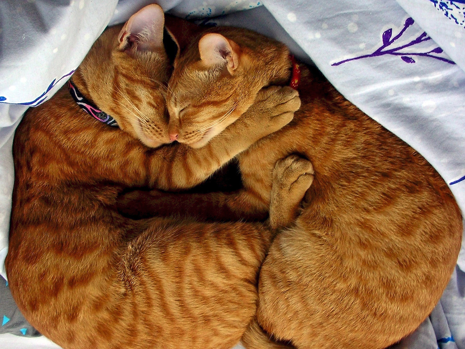 кошки обнимаются, спят Кошки картинки, обои рабочий стол