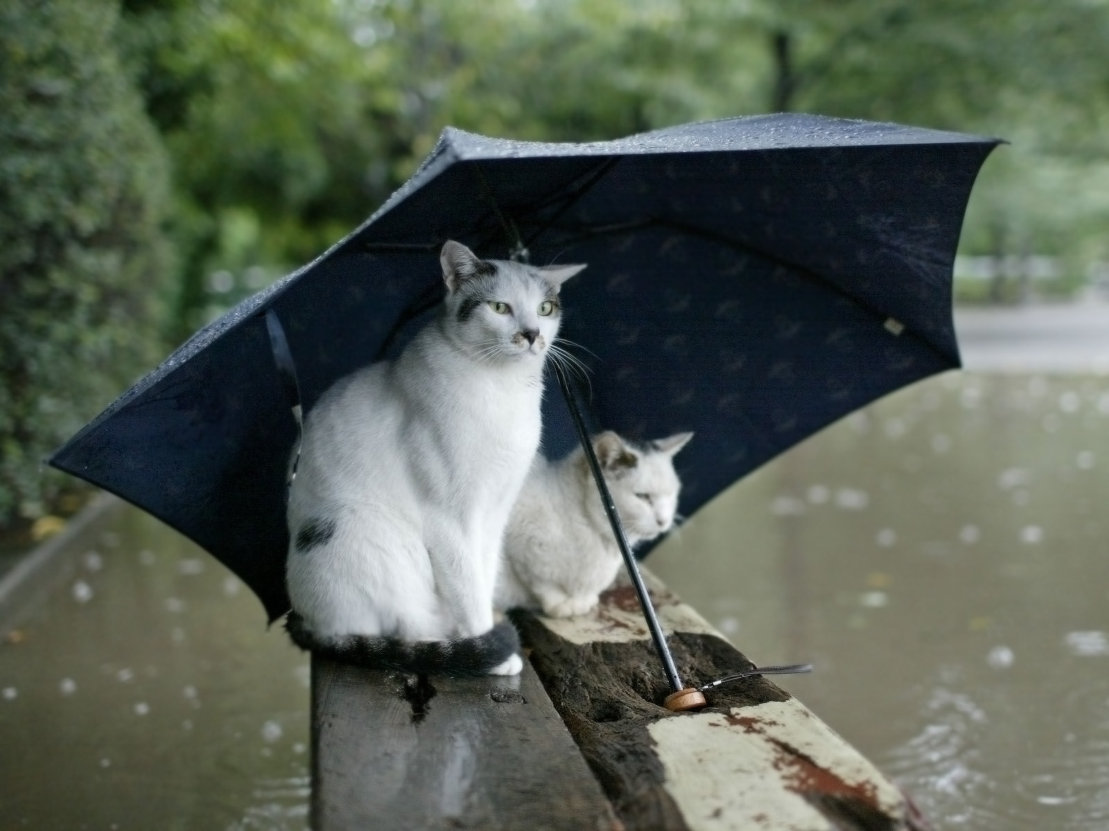Кошки под зонтом Кошки картинки, обои рабочий стол