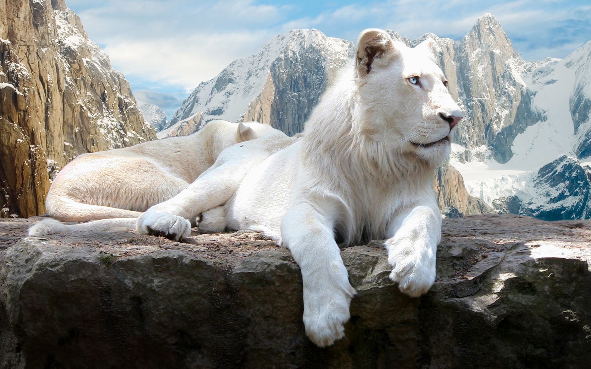 белый лев, редкий Большие кошки картинки, обои рабочий стол