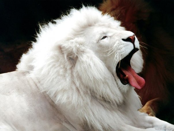 Большой белый лев с белой гривой зевает Большие кошки картинки, обои рабочий стол