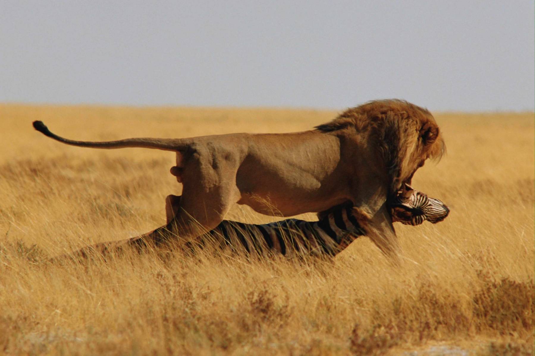 Лев на охоте убил зебру Большие кошки картинки, обои рабочий стол