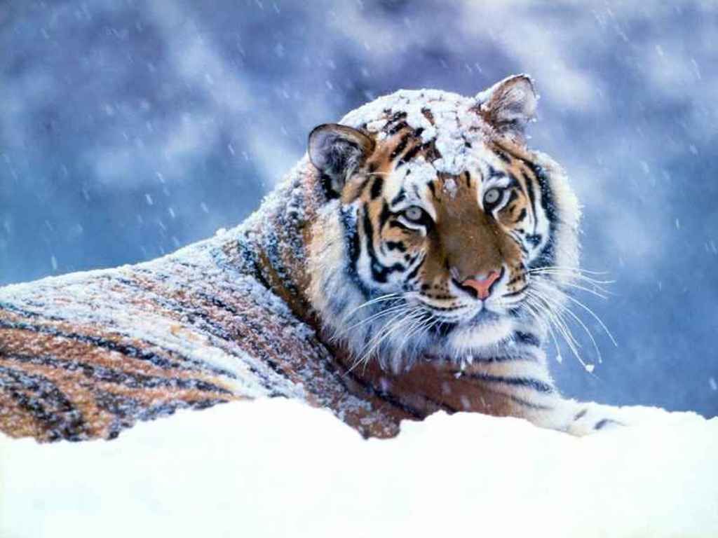 Тигр под снегопадом Большие кошки картинки, обои рабочий стол