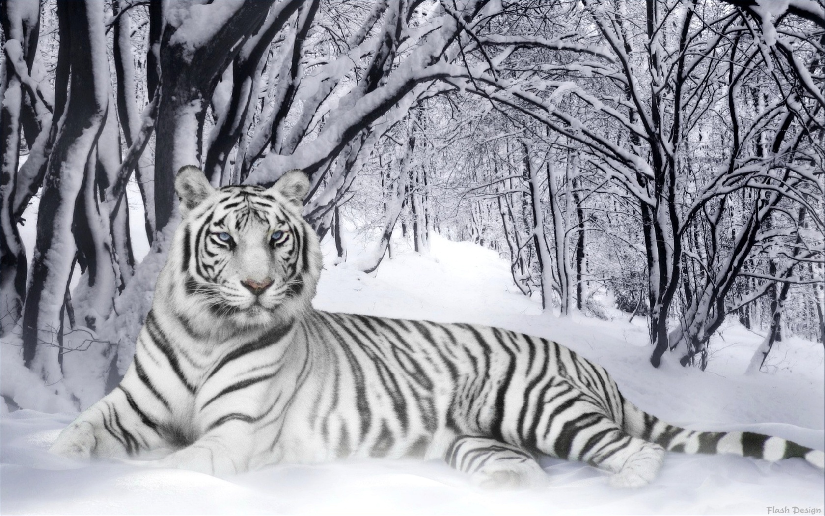 Тигр, белый, зимний лес, снег Большие кошки картинки, обои рабочий стол