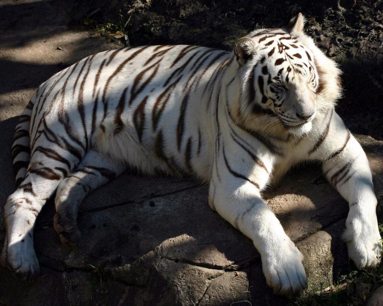 Редкий белый тигр лежит на камне Большие кошки картинки, обои рабочий стол