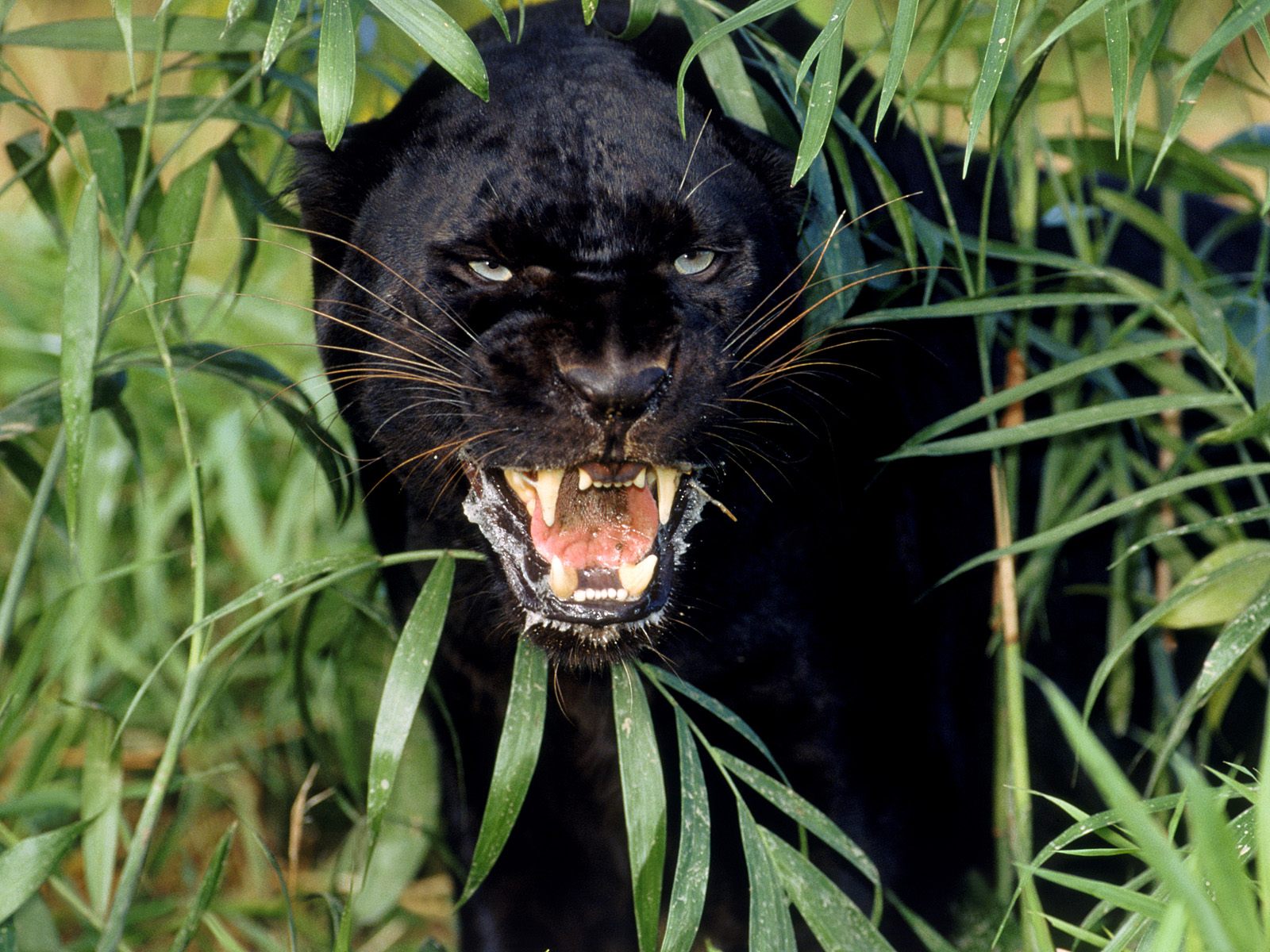 Черная пантера рычит в засаде Большие кошки картинки, обои рабочий стол