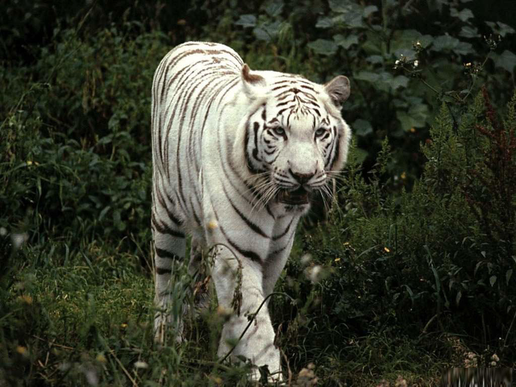 Огромный белый тигр Большие кошки картинки, обои рабочий стол