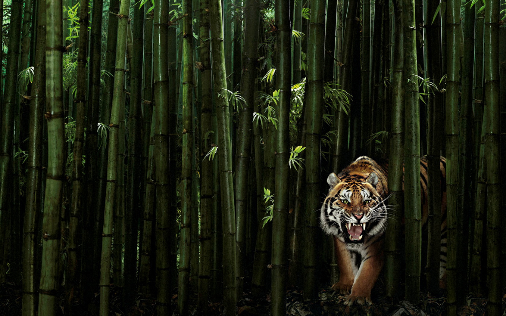 Тигр в джунглях, бамбук Большие кошки картинки, обои рабочий стол