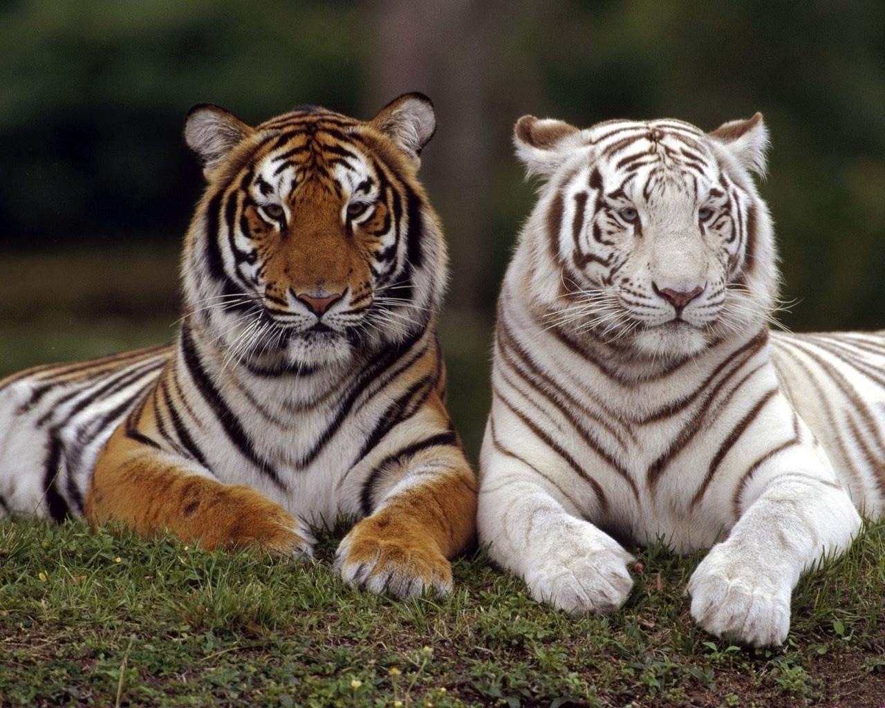 Белый и бенгальский тигры вместе Большие кошки картинки, обои рабочий стол
