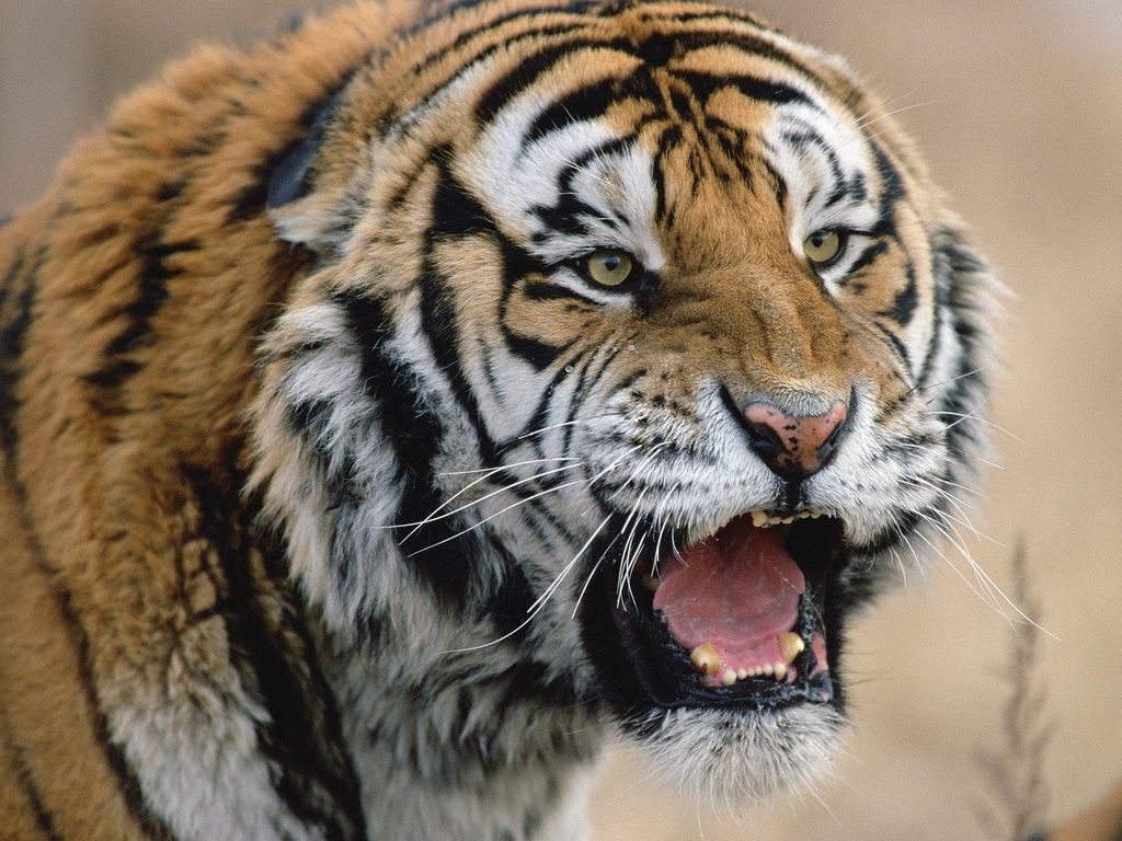 Грозный тигр рычит Большие кошки картинки, обои рабочий стол