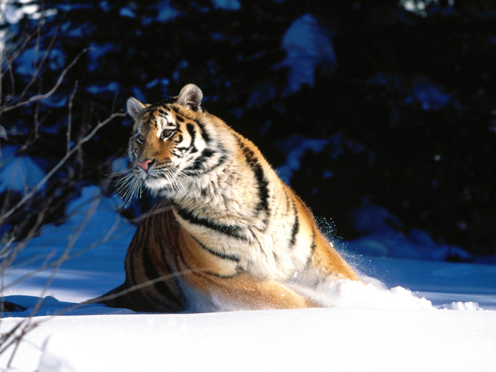 Тигр купается в снегу Большие кошки картинки, обои рабочий стол