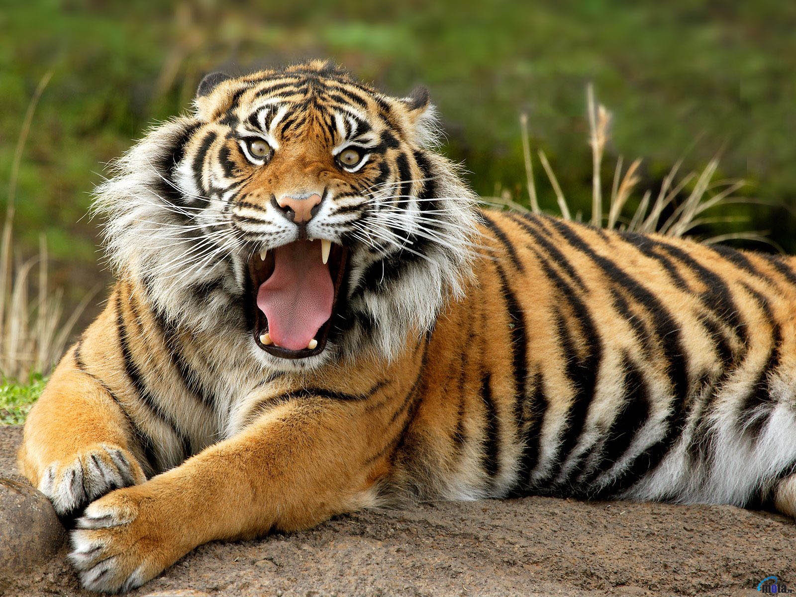 Бенгальский тигр на камне открыл пасть Большие кошки картинки, обои рабочий стол