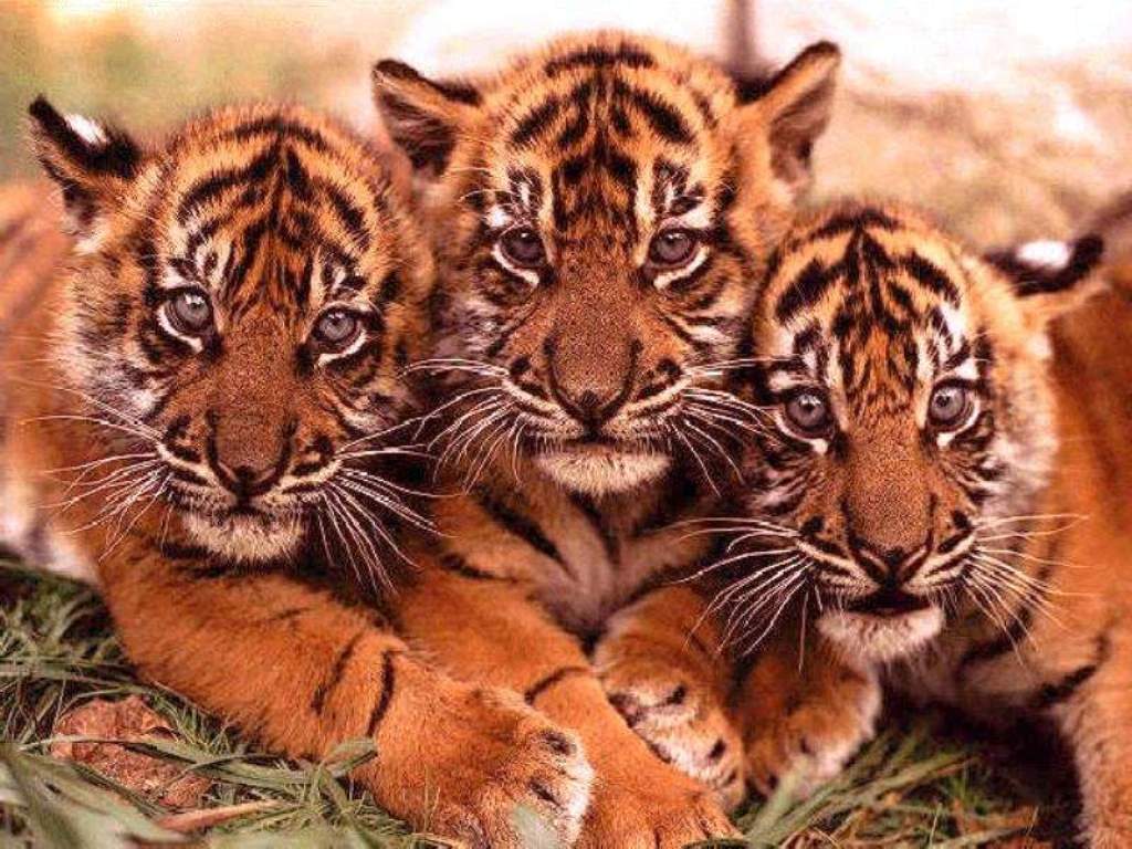 Три маленьких тигренка Большие кошки картинки, обои рабочий стол
