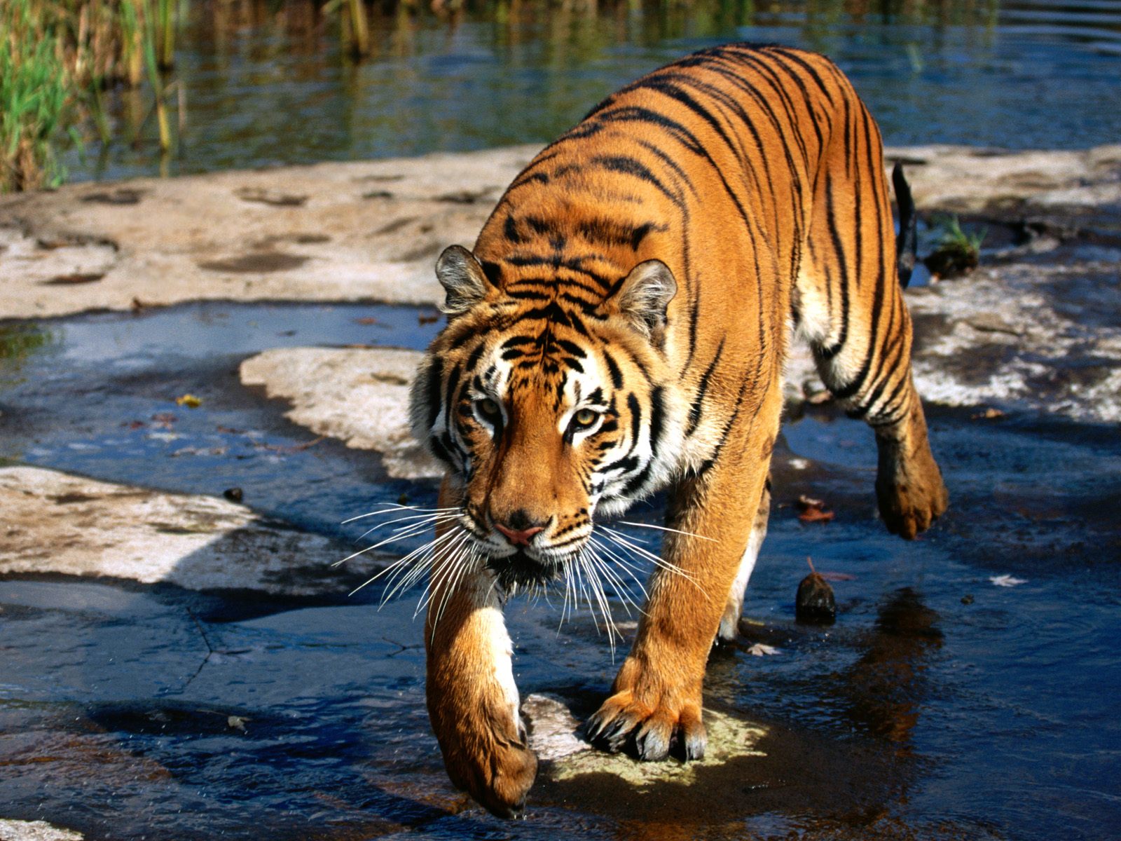 Бенгальский тигр переходит ручей Большие кошки картинки, обои рабочий стол