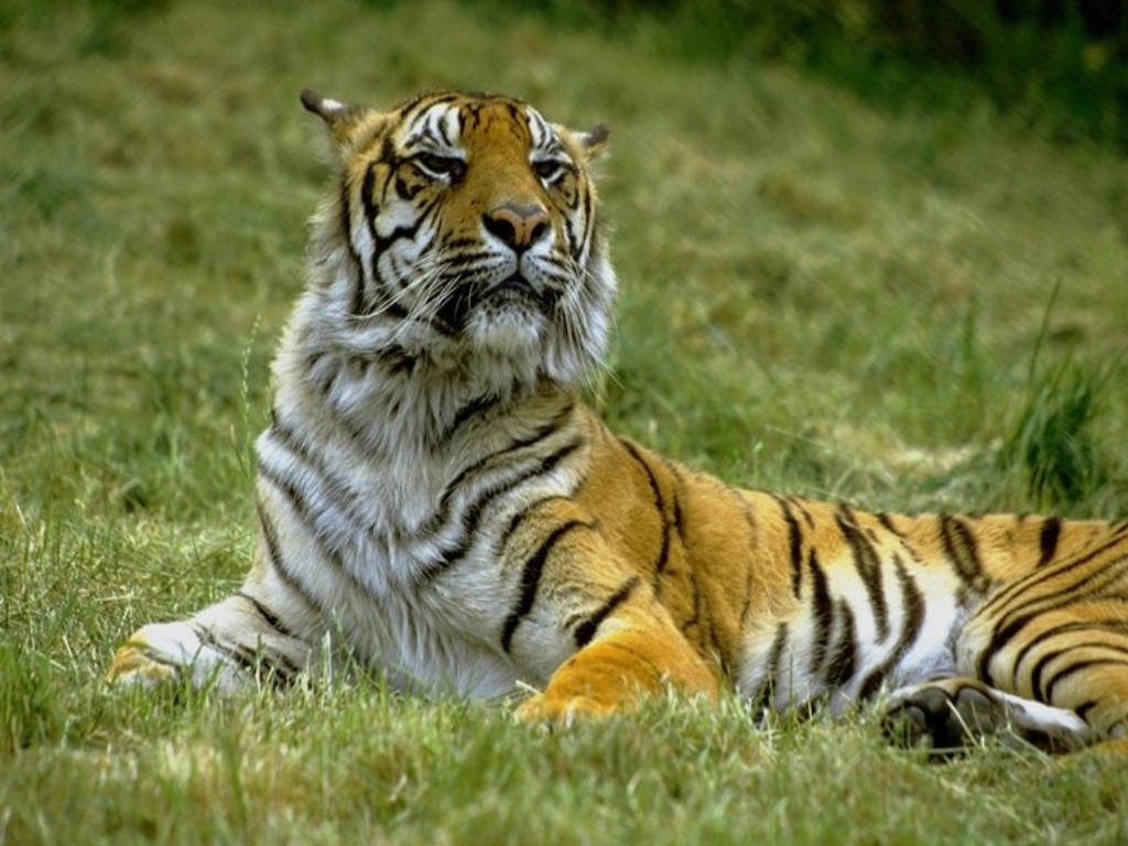 Огромный тигр лежит на траве Большие кошки картинки, обои рабочий стол