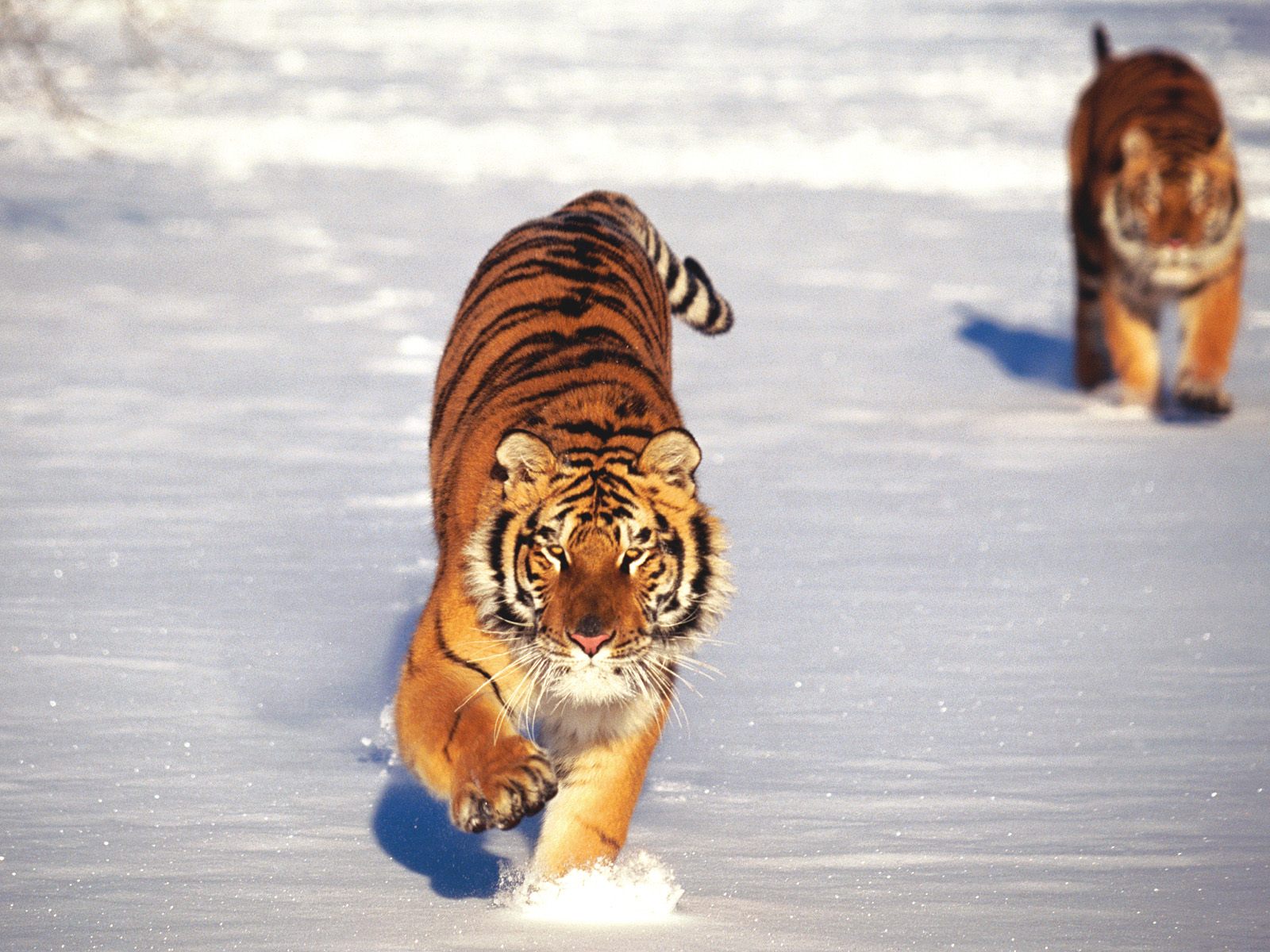 Два тигра охотятся в снегу Большие кошки картинки, обои рабочий стол