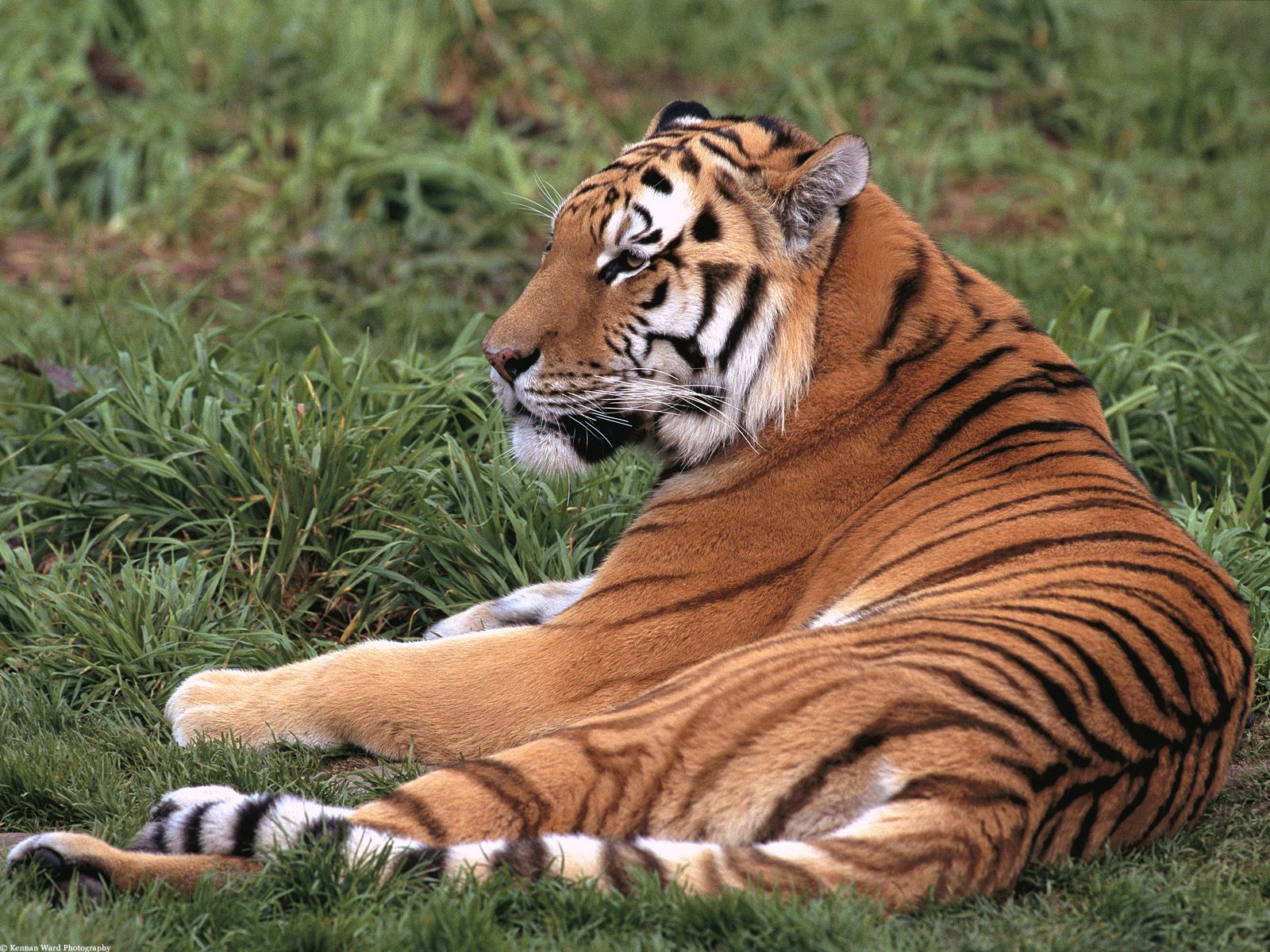 Красивый расчесанный тигр лежит на траве Большие кошки картинки, обои рабочий стол