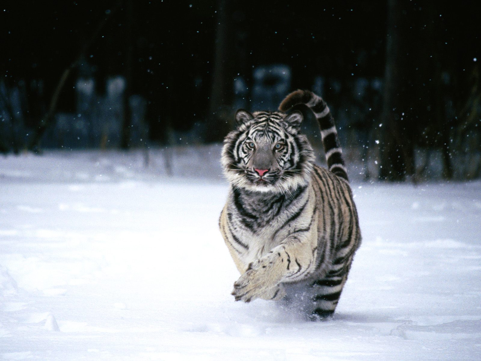 Амурский тигр бежит по снегу Большие кошки картинки, обои рабочий стол