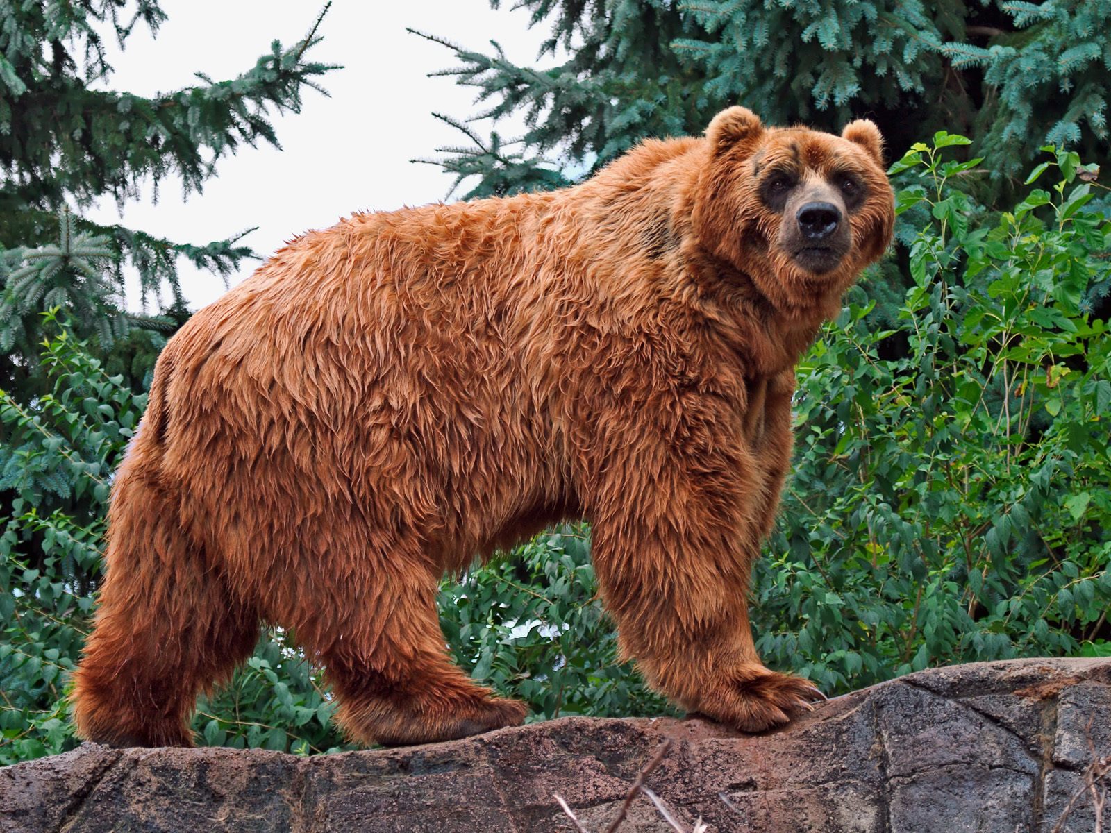 Огромный бурый медведь на фоне леса Хищники картинки, обои рабочий стол