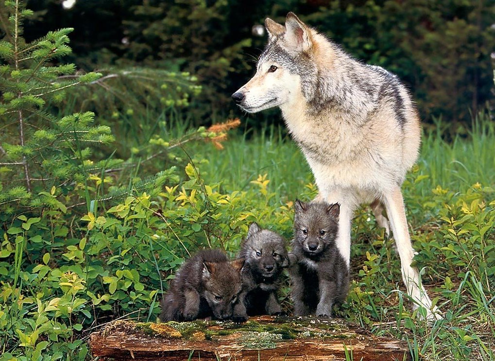 Серая волчица с тремя черными волчатами Хищники картинки, обои рабочий стол