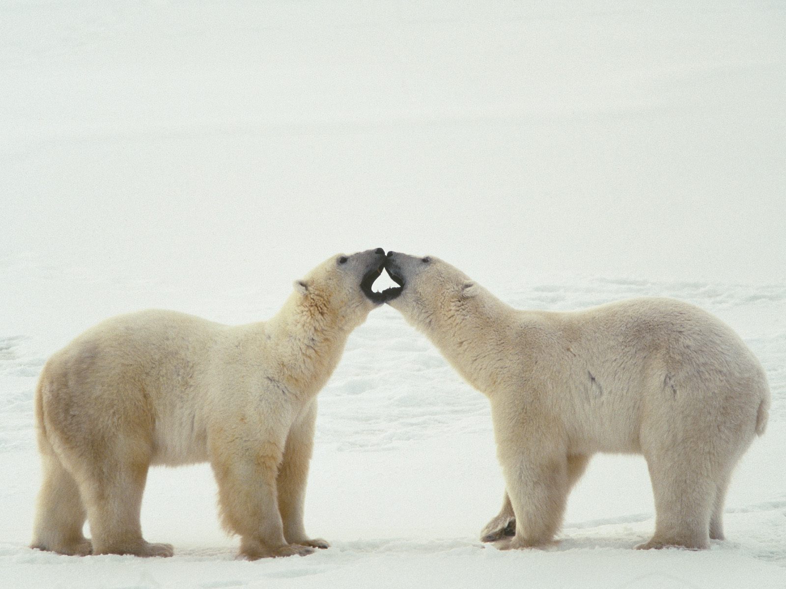 Два белых медведя в на заснеженной льдине Хищники картинки, обои рабочий стол
